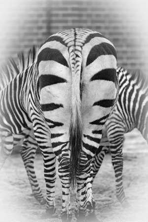Close up a zebras black and whiteの写真素材