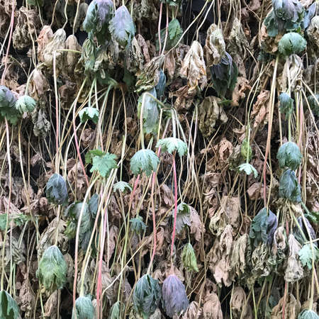 Green leaves on the concrete wall background