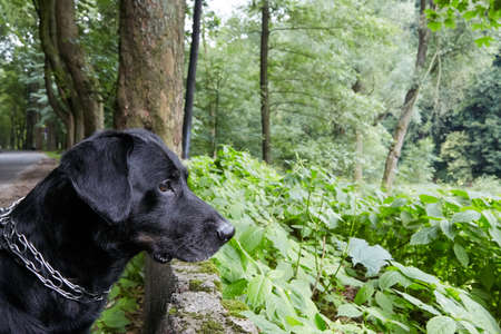 cute black dog in the forest