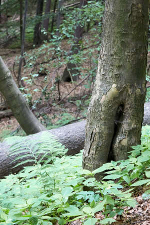 Fallen trees in a beech forest Southwest Polandの写真素材