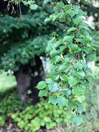 close up of dense, green wetland foliage In Southwest Poland