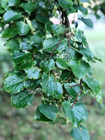 close up of dense, green wetland foliage In Southwest Poland