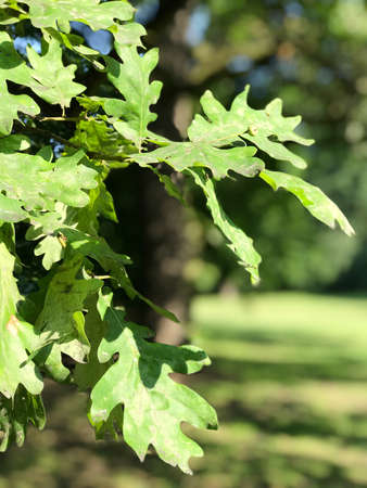 close up of dense, green wetland foliage In Southwest Polandの写真素材
