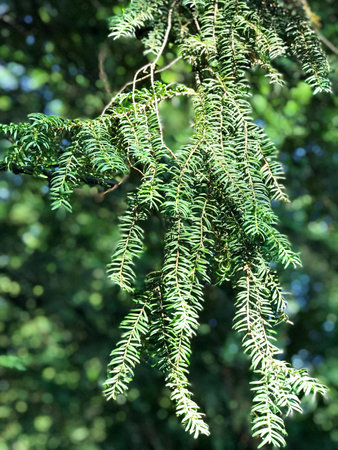 close up of dense, green wetland foliage In Southwest Poland