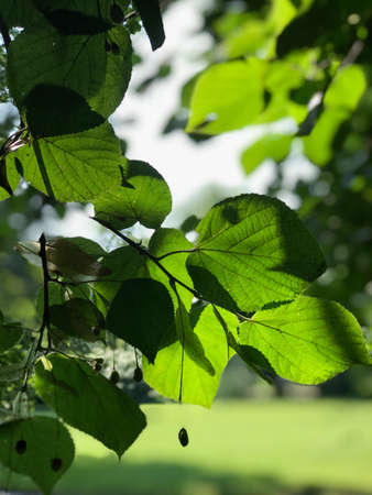 close up of dense, green wetland foliage In Southwest Polandの写真素材