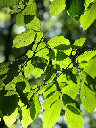 close up of dense, green wetland foliage In Southwest Poland