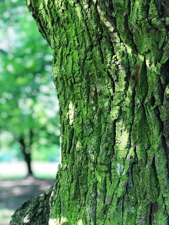 Tree bark in forest in Southwest polandの写真素材