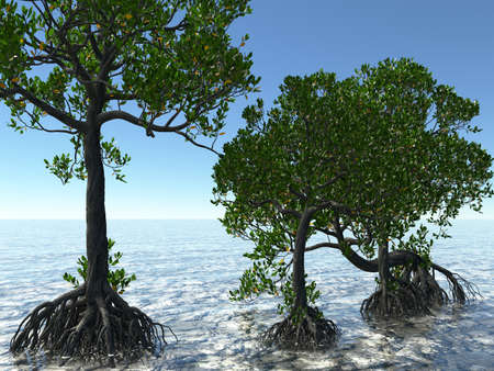 Red mangroves on Florida coast 3d renderingの写真素材