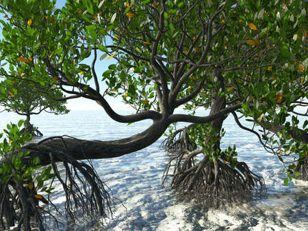 Red mangroves on Florida coast 3d renderingの写真素材