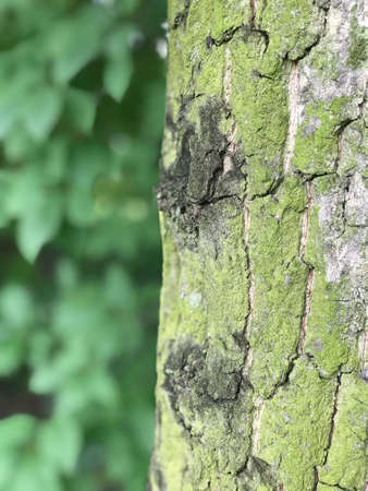 Beautiful trees in the park