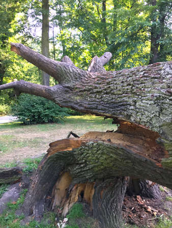Fallen mighty oak in eastern Poland