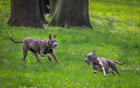 Thai Ridgeback on walk in green park