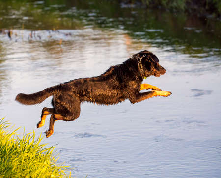 Dog jumps into the water from the shoreの写真素材