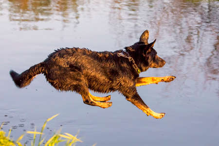 Dog jumps into the water from the shoreの写真素材