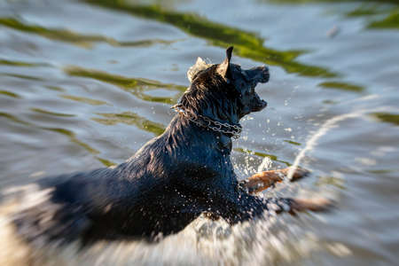 Dog having fun in a riverの写真素材