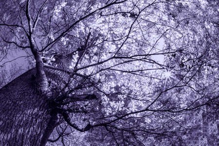 Spooky tree in the cemetery