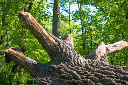 Fallen mighty oak in eastern Poland