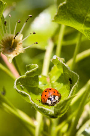 European seven spot ladybird Coccinella septempunctata