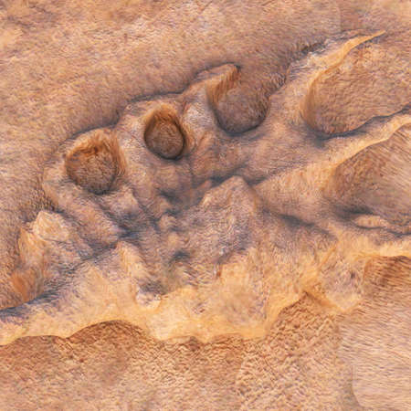 Dinosaur footprint engraved in the rock