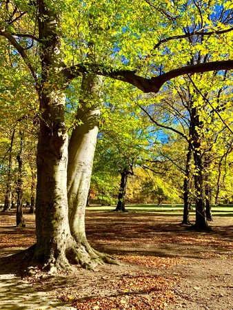 Splendid autumn light in parkの写真素材