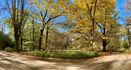 Splendid autumn light in park