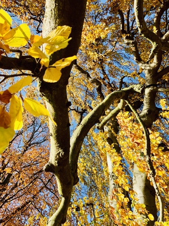 Splendid autumn light in park