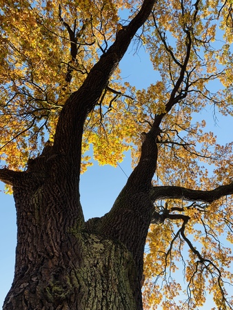 Splendid autumn light in parkの写真素材