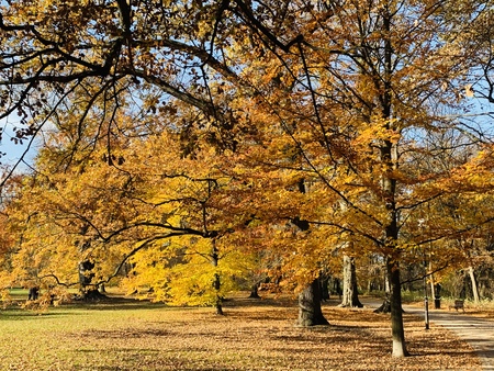 Splendid autumn light in park