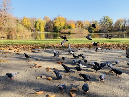 Splendid autumn light in parkの写真素材