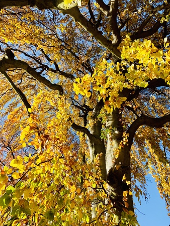 Splendid autumn light in park