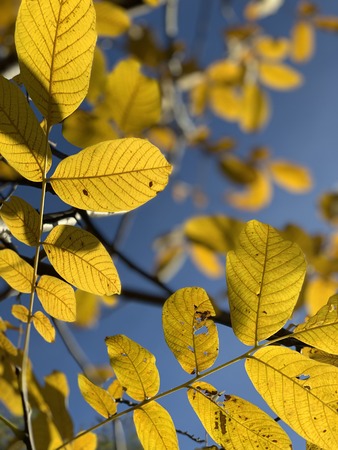 Splendid autumn light in parkの写真素材