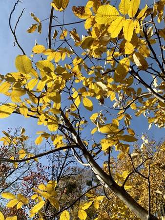 Splendid autumn light in park