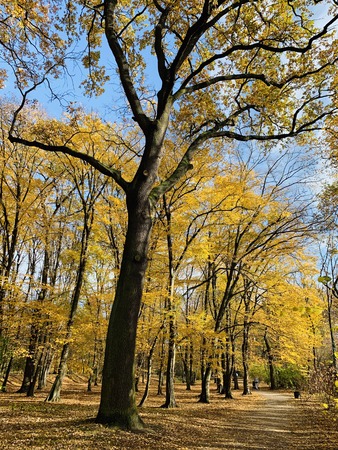 Splendid autumn light in parkの写真素材