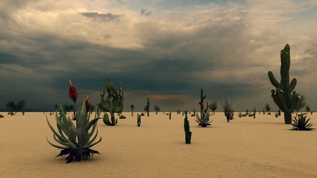 Sunset in the Desert with Cactiの写真素材