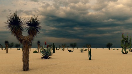 Sunset in the Desert with Cacti