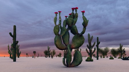Sunset in the Desert with Cactiの写真素材