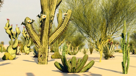 Sunset in the Desert with Cactiの写真素材