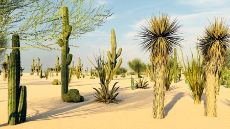 Sunset in the Desert with Cactiの写真素材
