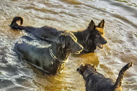 Dog having fun in a river