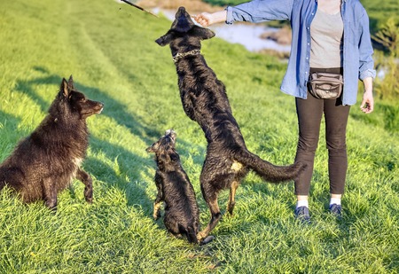 Woman with her three dogsの写真素材