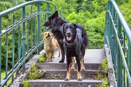 Two black German shepherd dogs playing on river bankの写真素材