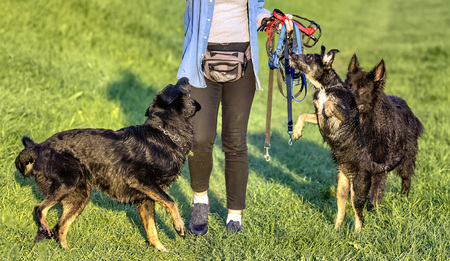 Woman with her three dogsの写真素材
