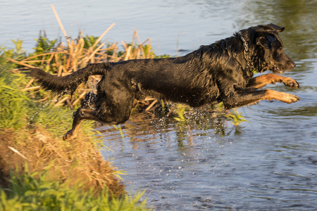 Dog jumps into the water from shoreの写真素材
