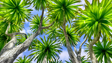 Cabbage palm tree (Sabal Palmetto) canopyの写真素材