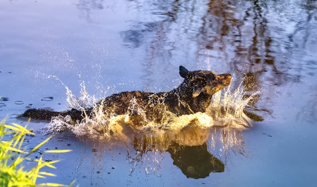 Dog having fun in a riverの写真素材