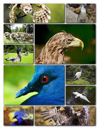 Beautiful collage of the different birdsの写真素材