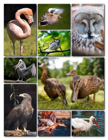 Beautiful collage of the different birdsの写真素材