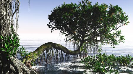 Red mangroves on Florida coastの写真素材