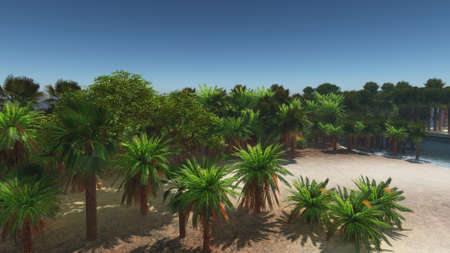 Palm trees and tropical beachの写真素材