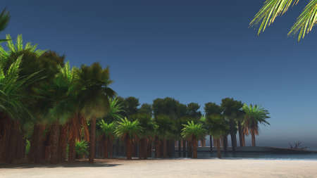 Palm trees and tropical beachの写真素材